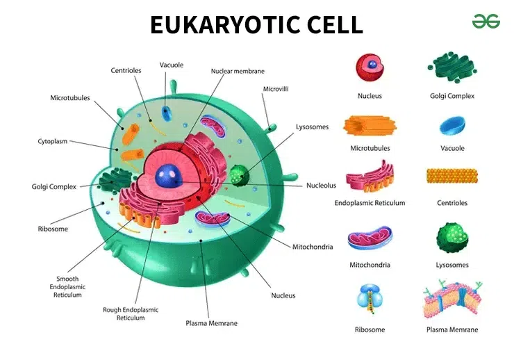 <p>Eukaryotic cell</p>