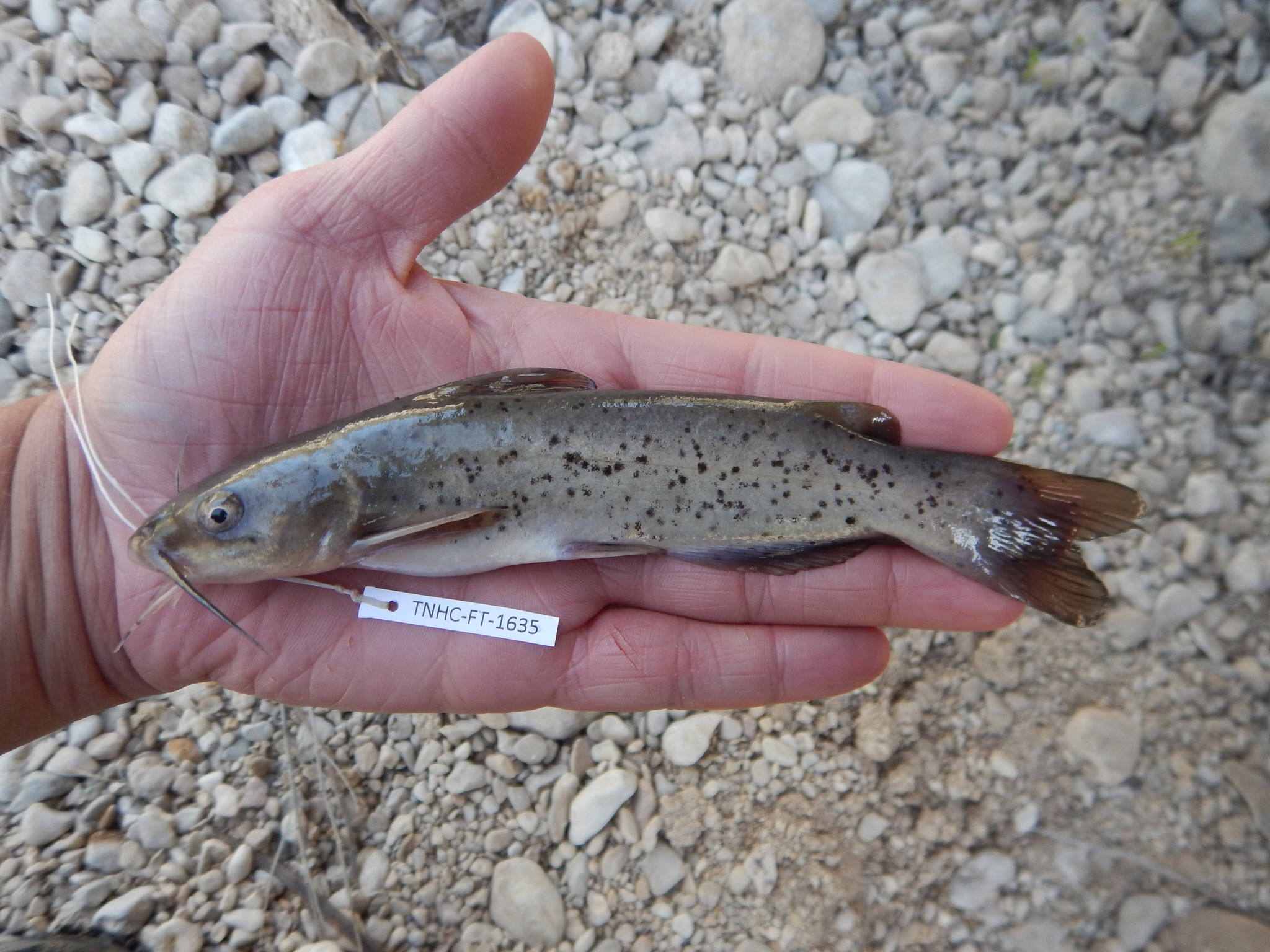 <p>Ictaluridae</p><p><span style="line-height: 115%;">Ictalurus lupus (Headwater catfish) </span></p>