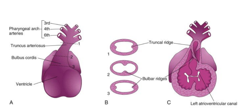 <p>The truncal ridges are located towards the aortic arch</p>