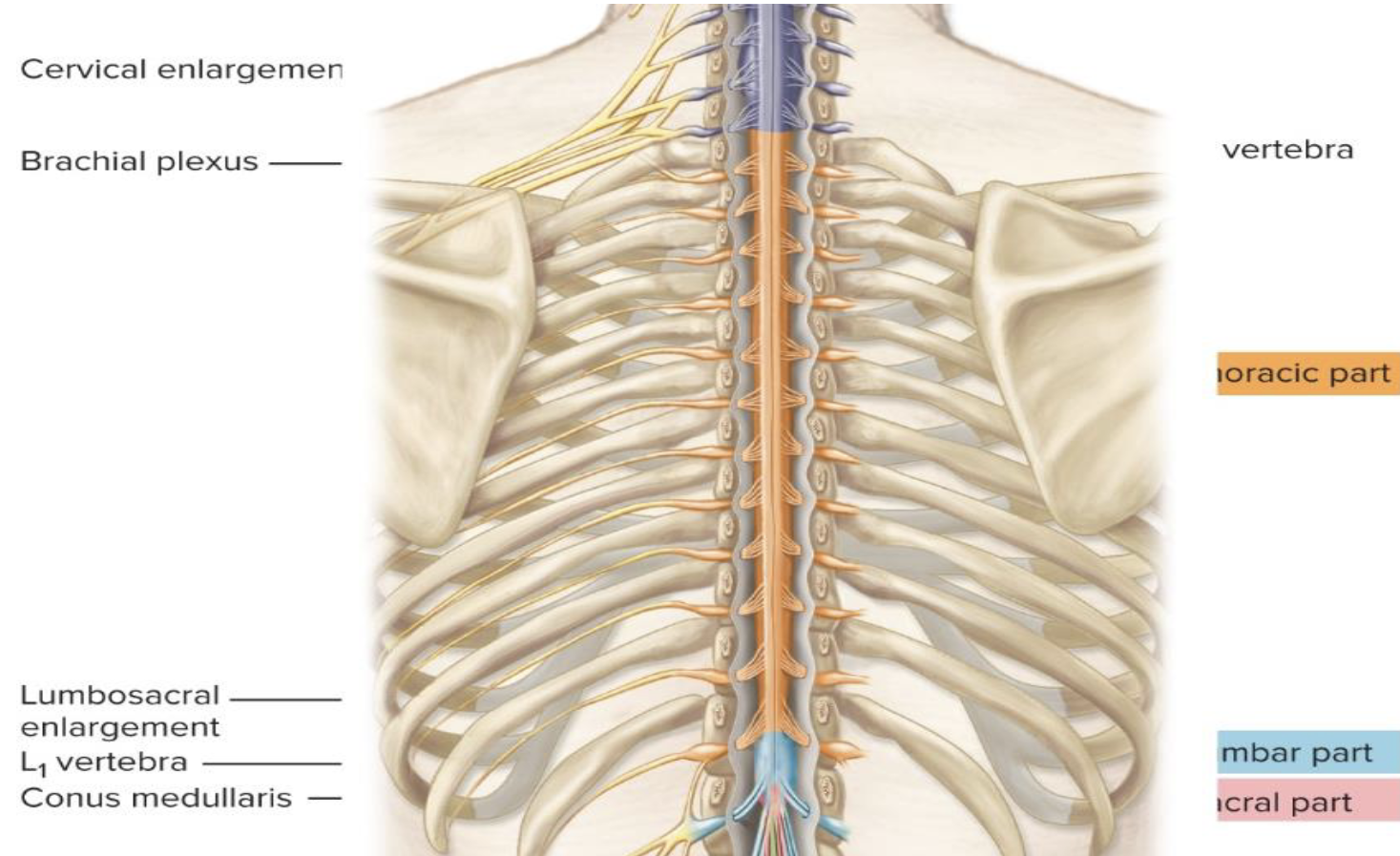 <p>B. Thoracic Part</p><p>How many thoracic nerves are there?</p>