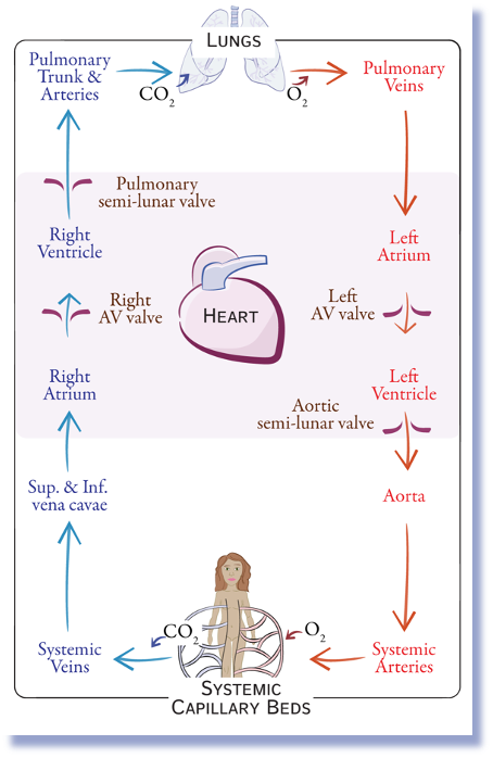 <p><span>○From the SVC, IVC, and coronary sinus</span></p><p><span>○Into the right atrium</span></p><p><span>○Through the tricuspid valve during diastole</span></p><p><span>○Into the right ventricle</span></p><p><span>○Through the pulmonary valve into systole</span></p><p><span>○Into the pulmonary trunk</span></p><p><span>○Into the right and left pulmonary arteries</span></p><p><span>○Into the capillary beds for gas exchange  </span></p>