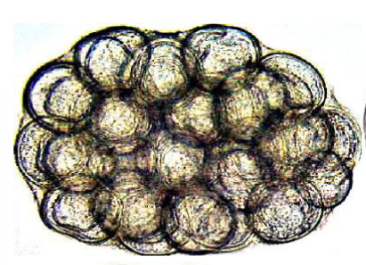 <p>What eggs are these?</p>