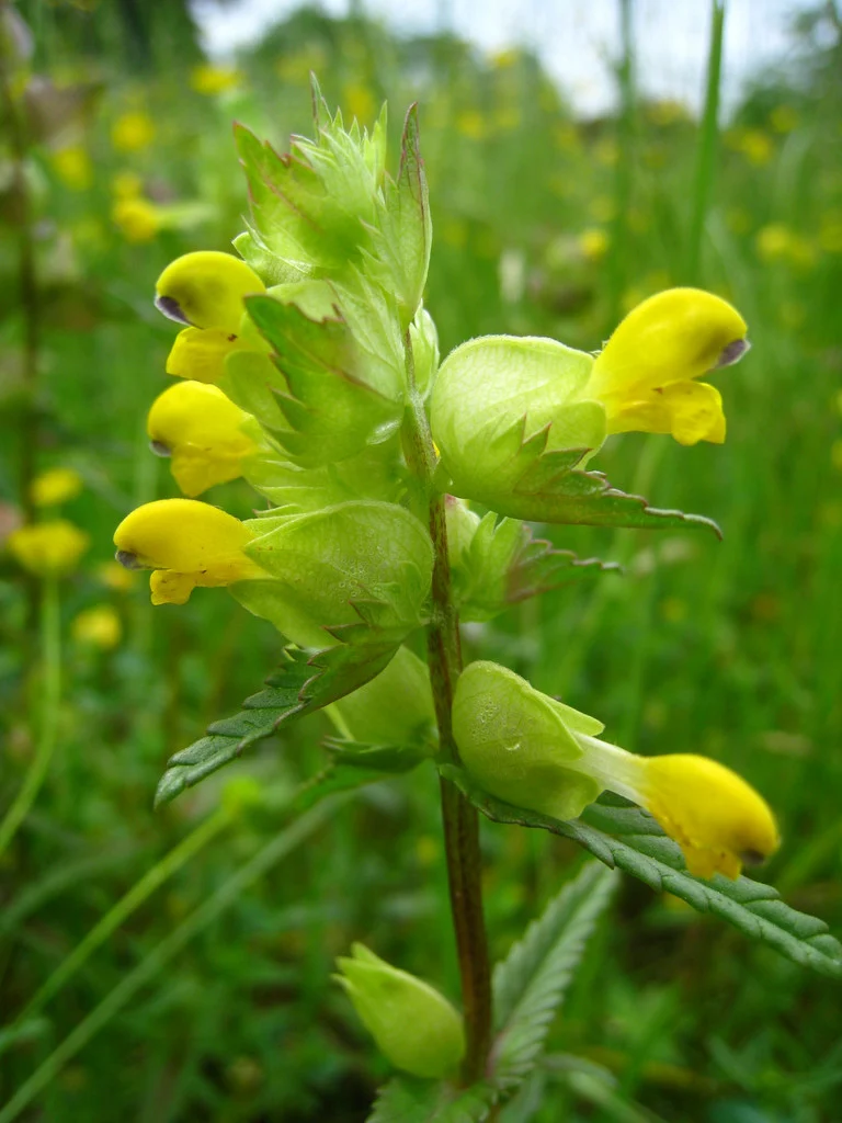 <p>Yellow rattle Latin name</p>