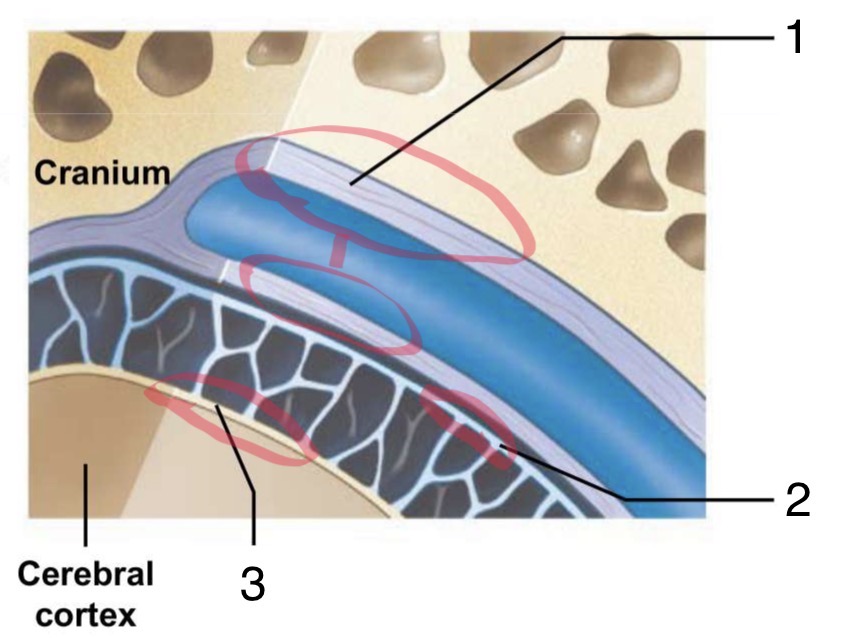 <p>Label the Cranial Meninges</p>