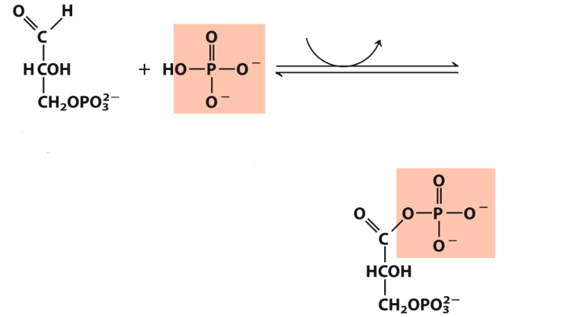 <p>What enzyme catalyzes this reaction? What are the intermediates, if any?</p>
