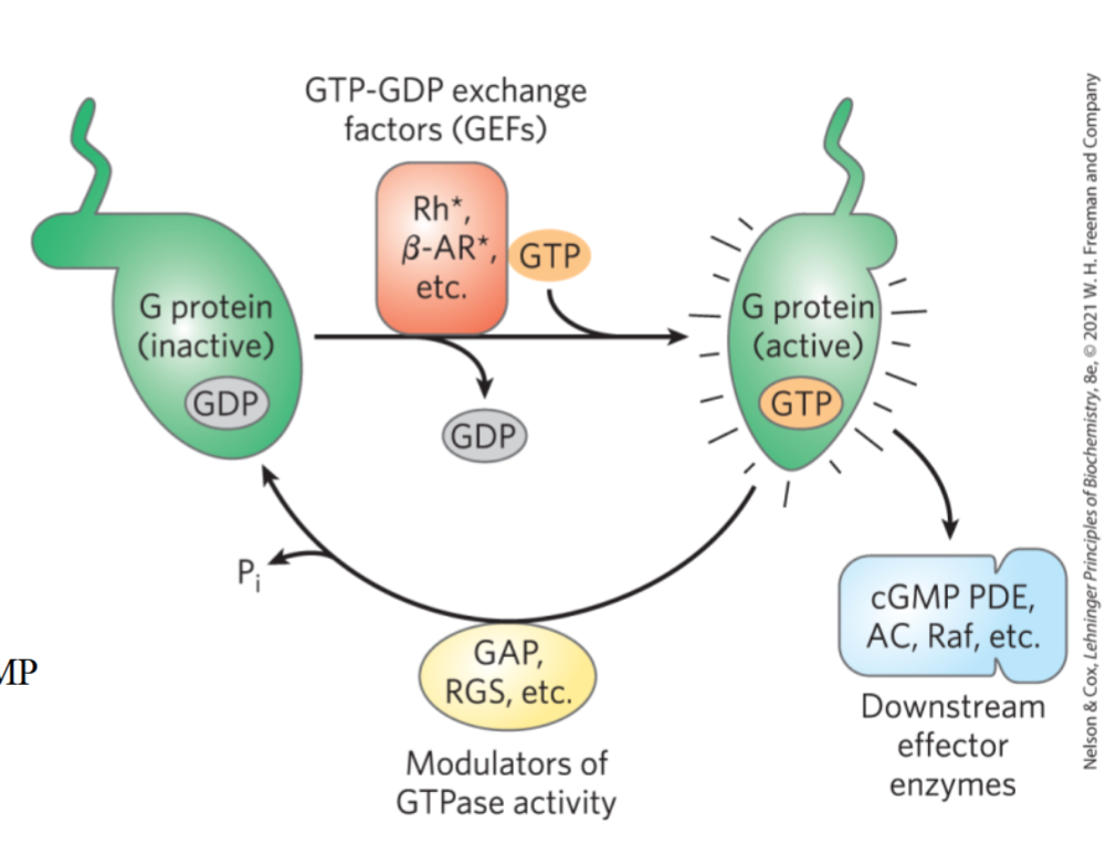 <p>β-adrenergic system</p><p>G-proteins have intrinsic GTPase activity; a subunit hydrolyzes its own GTP and inactivates itself + re-associates w/ rest of receptor. no longer activates adenylyl cyclase</p>