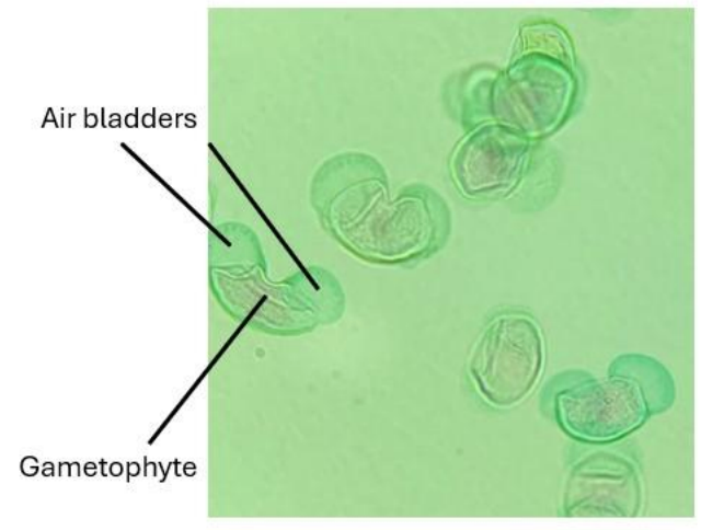 <p>What structures help pollen travel?</p>