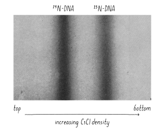 <p>Distinguished on a cesium chloride density gradient - heavier DNA travels further</p>