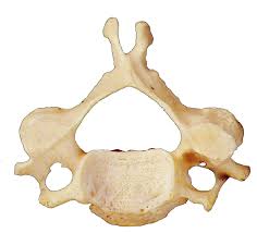 <p>Cervical, thoracic, lumbar?</p>