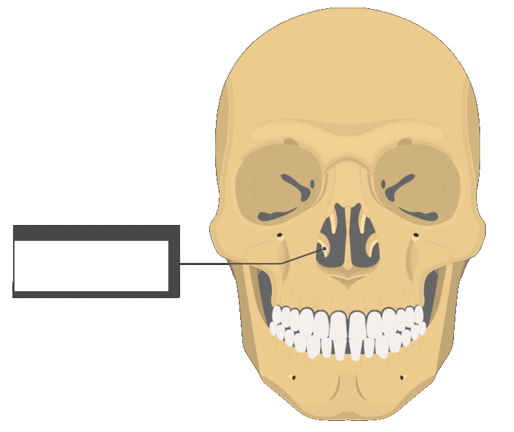<p><span style="background-color: transparent;">Bony protuberances in the nasal cavity. There are superior, middle, and inferior conchae. Their purpose is to create turbulent airflow, warm the air, and increase contact with the nasal mucosa and hairs so that the mucosa can pick up particles.</span></p>