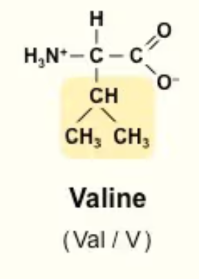 <p>Val/V<br>HC—(CH3)2<br>Non polar</p>