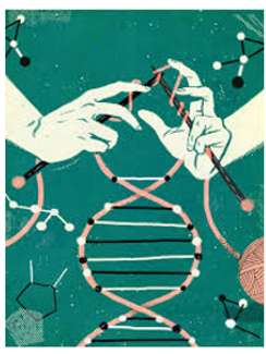 <p>what are the two factors that influence ToM dev. on the nature side?</p>