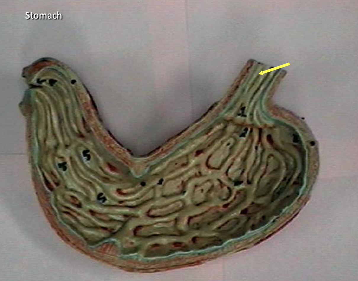 <p>Identify the organs of the digestive tract.</p>