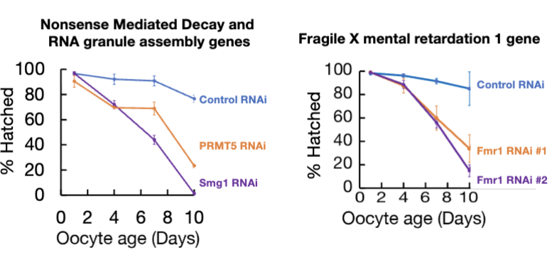 <ul><li><p>loss of RNA granule genes leads to premature oocyte failure</p></li></ul><p></p>