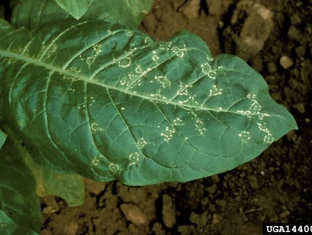 <p>Symptom characterized by yellowish or necrotic rings enclosing green tissue, common in some viruses. Image: tobacco ringspot.</p>