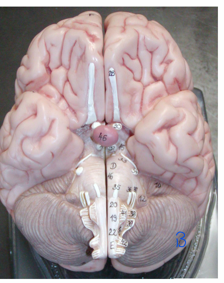 <p>name the structure (B)</p>