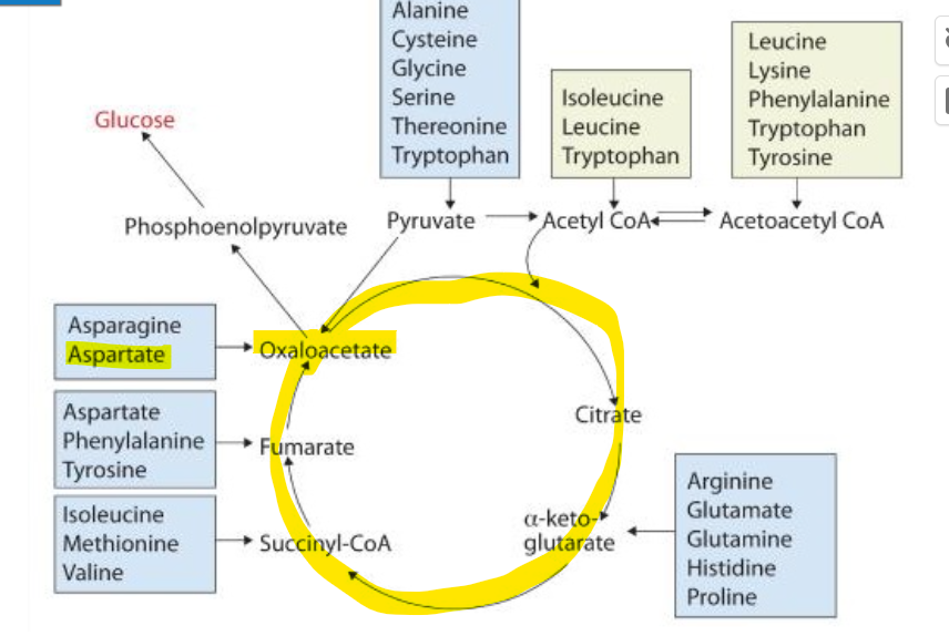 <p>Aspartate can be converted back to oxaloacetate</p>