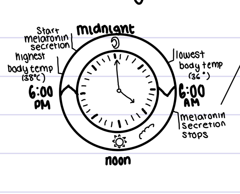 <p>pineal glands respond to light changes, affects serotonin</p><p>in winter when there’s less light, can lead to seasonal affective disorder</p>