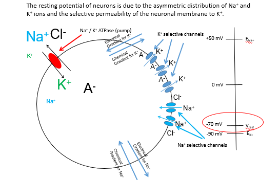 <p>If all you have is potassium inside of the cell </p><p></p><p></p><p>Potassium is going to leave until those are positively charged ions start leaving the cell</p><p></p><p>As potassium’s keave thats going to increase the electrical gradient its going to get more and more negative as more and more potassium ions leave until it gets so negative in here that the potassium is positively charge, its not going tp want to leave anymore because its so negative</p><p></p><p>If you have potassium channels open all the time its going to be at -90 mv</p><p></p><p></p><p>If you have sodium channels open all the time its going to be +50 mV </p><p></p><p>Since neurons have both, you have -70mV because you have so many more potassium channels</p><p></p><p></p>