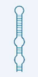 <p>facilitates chemical modification of RNAs </p>