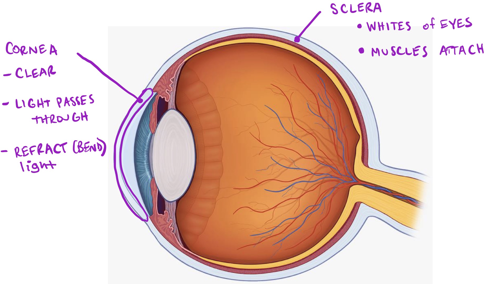 <ul><li><p>Protective; superficial </p></li><li><p><strong>Sclera</strong>: </p><ul><li><p>Whites of eyes</p></li><li><p>Muscles attach</p></li></ul></li><li><p><strong>Cornea</strong>:</p><ul><li><p>Clear </p></li><li><p>Light passed through </p></li><li><p>Refract (bend) light</p></li></ul></li></ul><p></p>