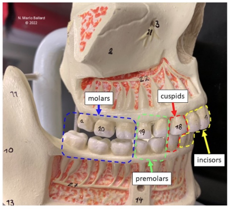 knowt flashcard image
