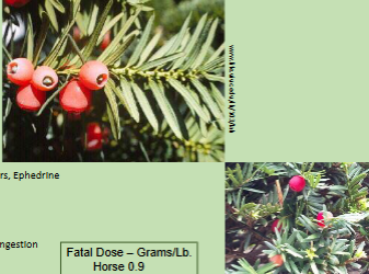<p>What plant is this?</p>