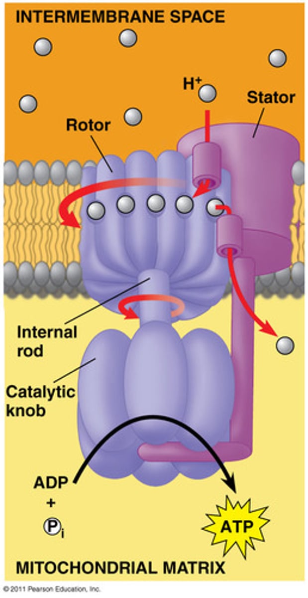 <p>An enzyme that synthesizes ATP from ADP and inorganic phosphate using a proton gradient.</p>