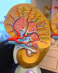 <p>Identify A</p>