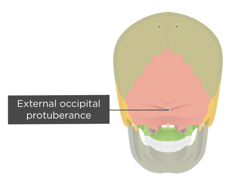 <p>A protuberance is a roughened elevated bone area. Example: external occipital protuberance.</p>