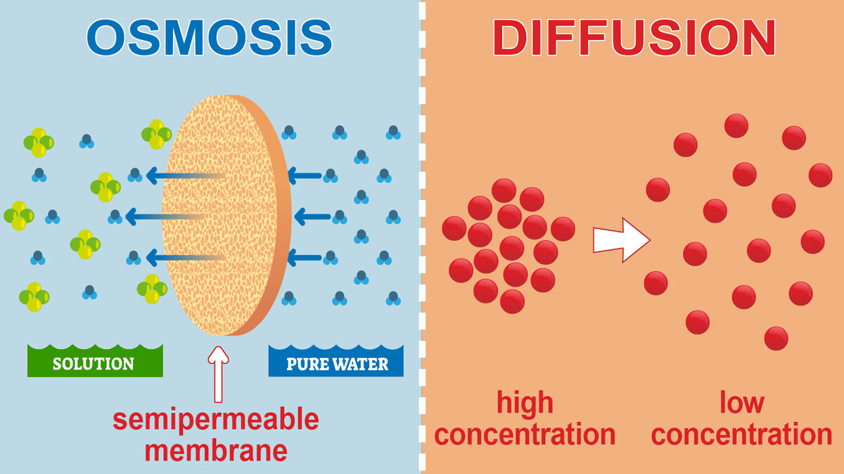 <p>Osmosis</p>