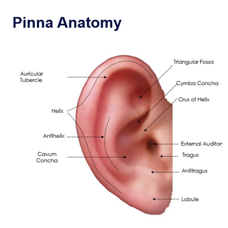 <p>what view of the pinna is this?</p>