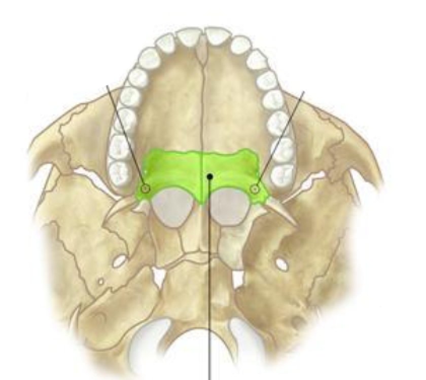 <p>Identify this bone </p>