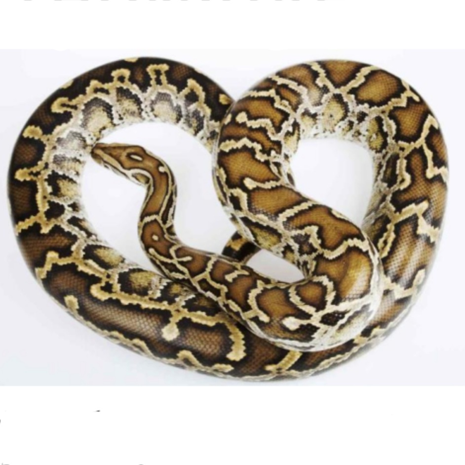 <p>name this animal</p>