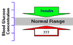 <p>increases blood glucose levels; instructs liver and muscle cells to convert glycogen to glucose.</p>