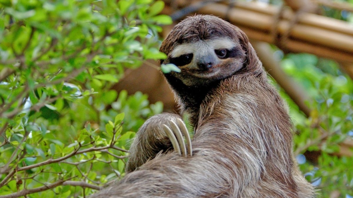 <p>sloth</p>
