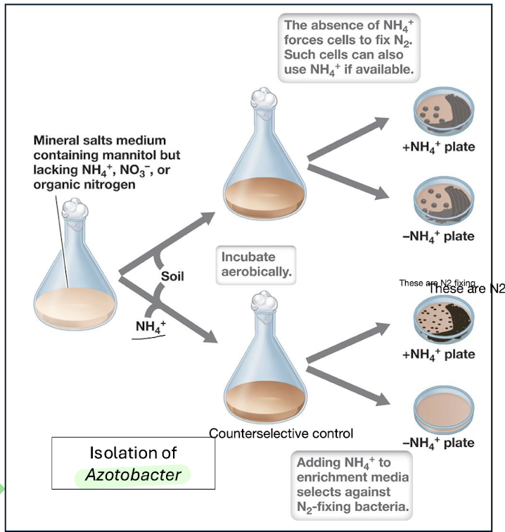 <ul><li><p>Appropriate inoculum</p></li><li><p>Selective medium</p></li><li><p>Specific incubation conditions</p></li></ul><p><strong>Example:</strong> <br>Selecting <strong>aerobic N₂‑fixing bacteria</strong> like <em>Azotobacter </em>by removing NH₄⁺/NO₃⁻ from medium.</p>