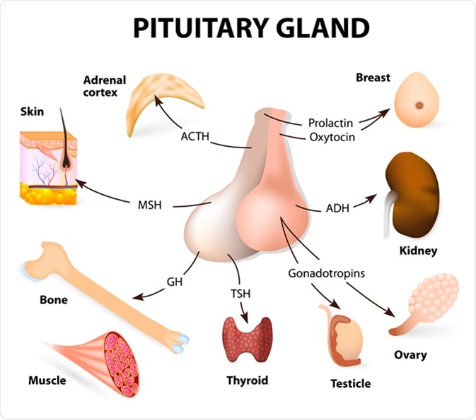 <ul><li><p>The hypothalamus hormones target the ant. pituitary gland to release their hormones</p></li><li><p><strong>Thyroid-stimulating hormone (TSH): </strong>tropic hormone, tells thyroid gland to release thyroid hormone, T3, T4</p></li><li><p><strong>Adrenocorticotropic Hormone (ACTH)</strong>: tropic hormone, tells adrenal gland to release cortisol</p></li><li><p><strong>Follicle-stimulating hormone (FSH) and Luteinzing Hormone (LH):</strong> tropic hormone, tells gonads (ovaries or testes) to secrete sex hormones (estrogen and progesterone or testosterone, and also ova or sperm)</p></li><li><p><strong>Growth Hormone (GH):</strong> tropic hormone, tells liver to release IGF1, which affects bone and soft tissue and causes growth</p></li><li><p><strong>Prolactin (PRL):</strong> non tropic, tells mammary gland to produce milk</p></li></ul><p></p>