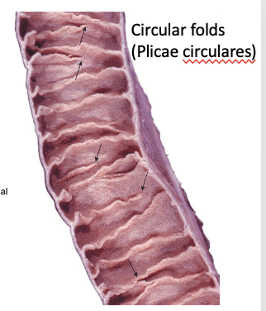 <p>What are plicae circulares and where are they found?</p>