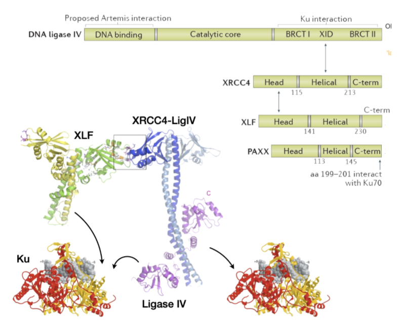 <p>XRCC4, XLF, PAXX, ligase complex</p><ul><li><p>multiprotein interactions with ligase and Ku</p></li></ul><p>XLF, Ku and Ligase IV are necessary fro NHEJ and survival</p>