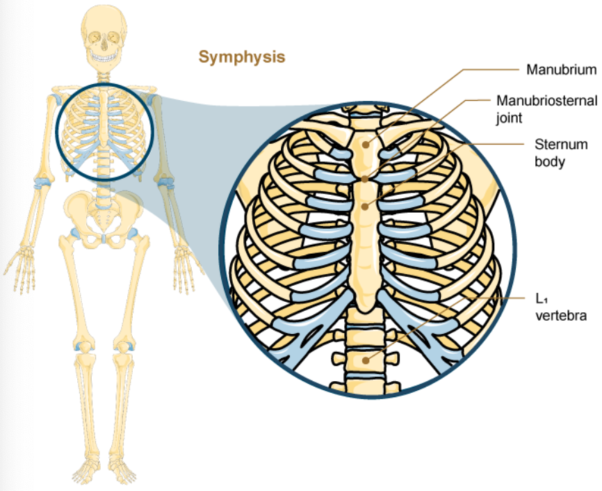 <p>Symphysis </p>