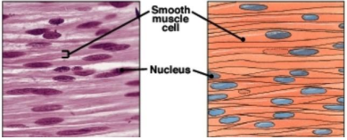 <p>Smooth Muscle Tissue</p>
