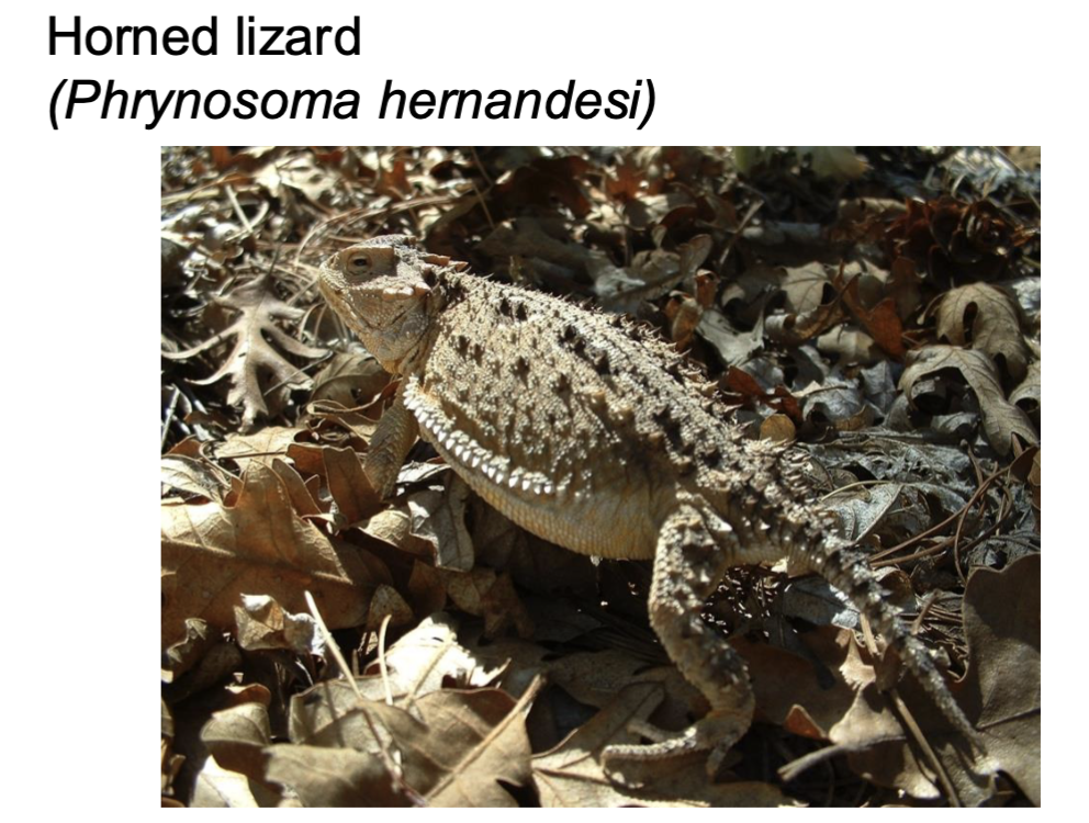 <ul><li><p>Member of Iguania </p></li><li><p><span style="background-color: transparent;">9 genera, 172 species </span></p></li><li><p><span style="background-color: transparent;">Common lizards of North America and Mexico; most common in deserts </span></p></li><li><p><span style="background-color: transparent;">Spiny lizards </span></p></li><li><p><span style="background-color: transparent;">Horned lizard</span></p></li></ul><p></p>