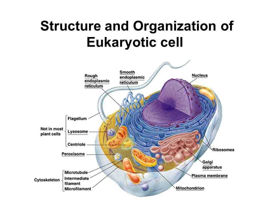 <p>membrane bound nucleus + organelles and linear cheomosomes</p>