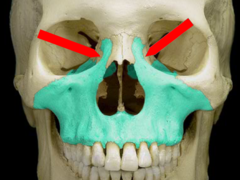 <p>Process of the zygomatic bone that extends upward to articulate with the frontal bone at the outer edge of the orbit</p>