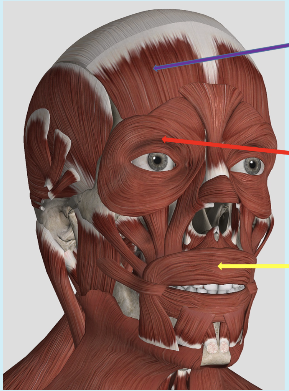 <p><span>Identify the muscle at the tip of the purple arrow</span></p>