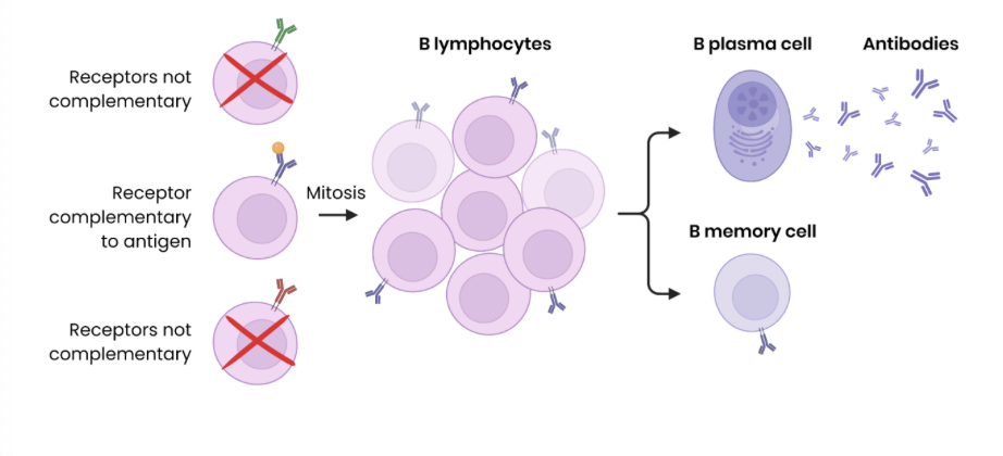 <ol><li><p><strong>clonal selection:</strong></p></li></ol><ul><li><p><strong>specific B lymphocyte </strong>with <strong>complementary receptor</strong> binds to <strong>antigen</strong> </p></li><li><p>this is then stimulated by <strong>T helper cells</strong> ( which release cytokines )</p></li><li><p>so <strong>divides</strong> ( rapidly ) by <strong>mitosis</strong> to form <strong>clones</strong> </p></li></ul><ol start="2"><li><p>some differentiate into <strong>B plasma cells</strong> → secrete large amounts of monoclonal <strong>antibody</strong> </p></li><li><p>some differentiate into<strong> B memory cells </strong>→ remain in blood for secondary immune response </p></li></ol><p></p>