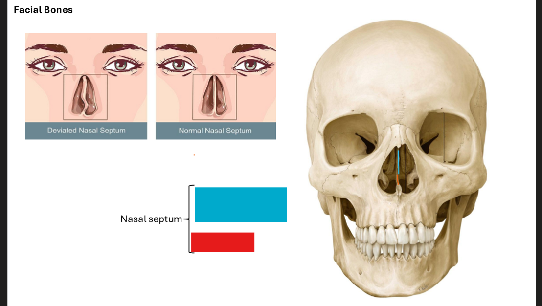 <p>What are the bones of the nasal septum?</p>