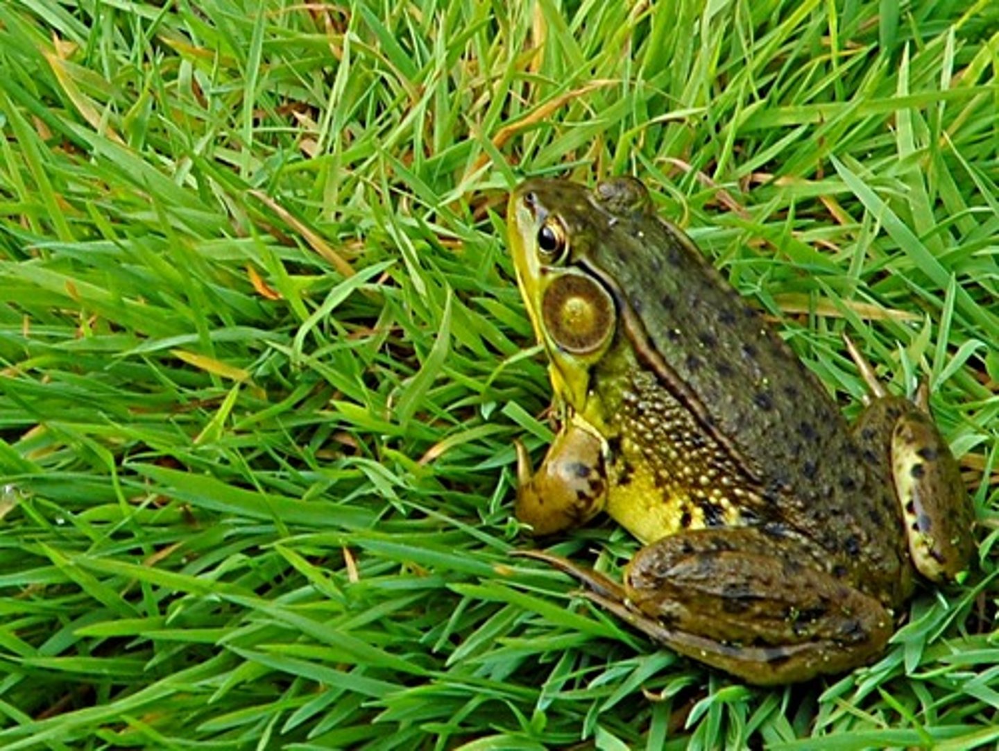 <p>Banjo</p>