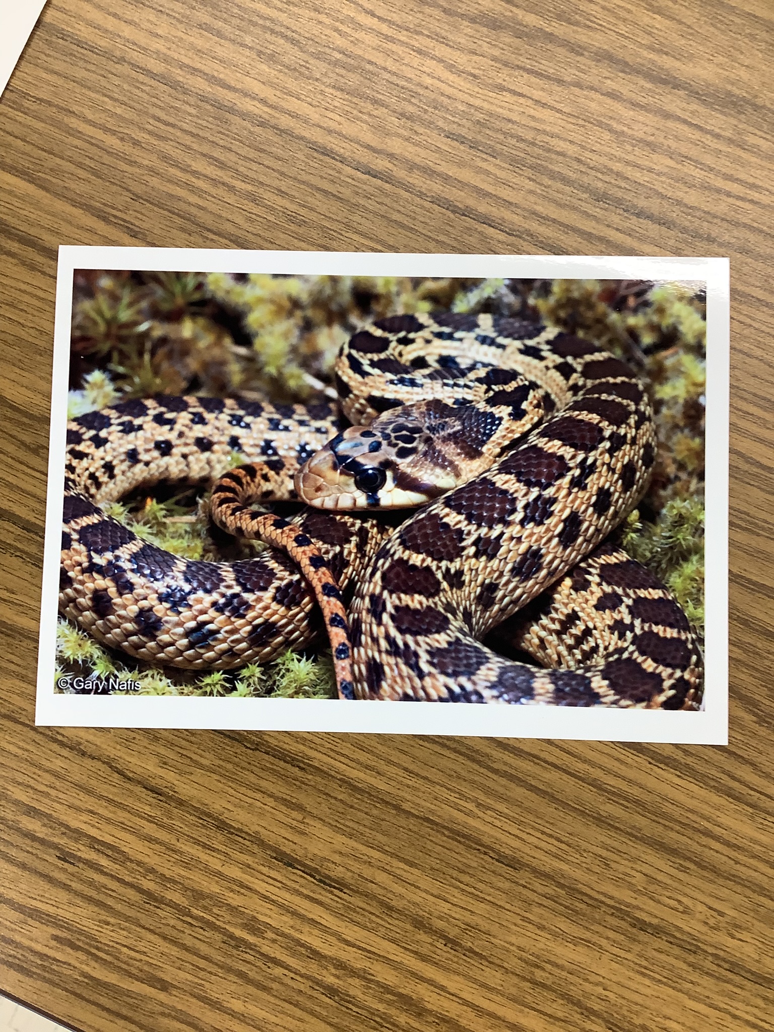 <p>Class Reptillia </p><p>Order Squamata </p><p>Pacific Gopher Snake </p><p></p>